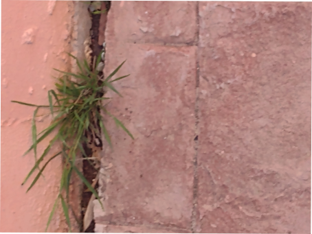 weed damage