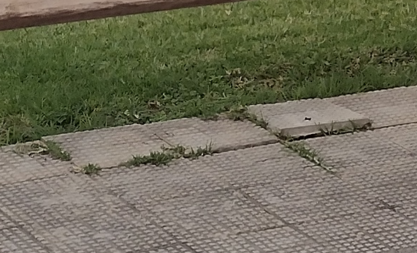 weeds in gaps